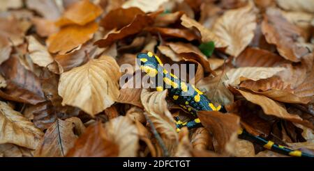 In prossimità di una salamandra pezzata Foto Stock