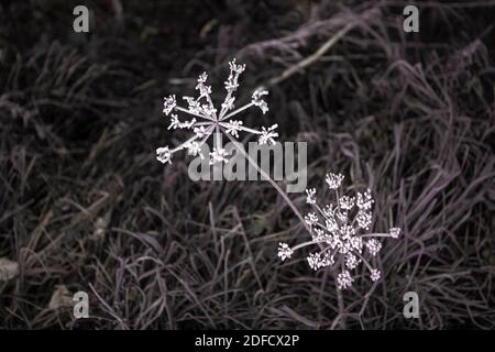 Fiori secchi di angelica ricoperti da rombo gelo primo piano, sfondo floreale autunno. Rime ghiaccio su infiorescenza su sfondo scuro. Foto Stock