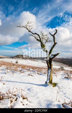 Sharpetor Dartmoor, Devon, Regno Unito. 4 dicembre 2020. Regno Unito Meteo. Un solo albero sulla neve copre le piste di Sharpenter su Dartmoor in Devon guardando verso Leather Tor in una fredda giornata invernale. Picture Credit: Graham Hunt/Alamy Live News Foto Stock