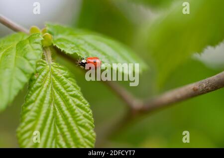 Ladybug su una foglia verde primo piano macro, beetle rosso con due macchie nere su un ramo comune di carpino albero. Foto Stock