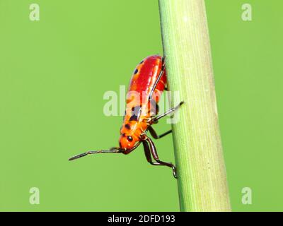 Attività di insetto nella vita quotidiana Foto Stock