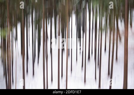 04 dicembre 2020, Hessen, Königstein: Tra una sottile coperta di neve, gli alberi ai piedi del Großer Feldberg nei Monti Taunus (girato con movimento verticale della telecamera durante un'esposizione più lunga). Foto: Frank Rumpenhorst/dpa Foto Stock