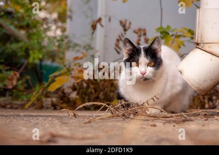 Un gatto bianco carino con gli occhi gialli sulla terra Foto Stock