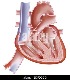 Anatomia del cuore del feto Foto Stock