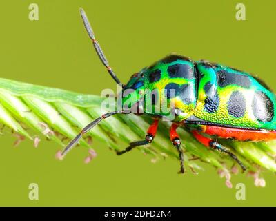 Attività di insetto nella vita quotidiana Foto Stock