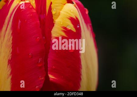 Una pioggia primaverile ha nutrito questo tulipano rosso e giallo. Foto Stock