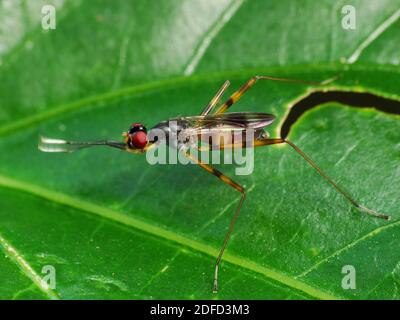 Attività di insetto nella vita quotidiana Foto Stock