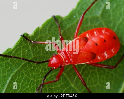 Attività di insetto nella vita quotidiana Foto Stock