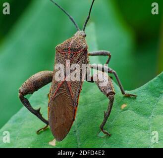 Attività di insetto nella vita quotidiana Foto Stock