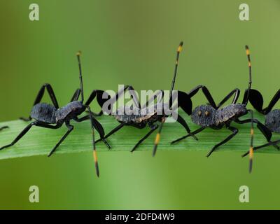 Attività di insetto nella vita quotidiana Foto Stock