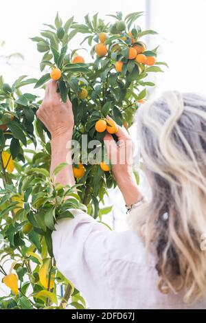 Donna che cresce kumquat (Fortunella japonica) . Foto Stock