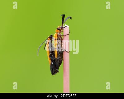 Attività di insetto nella vita quotidiana Foto Stock