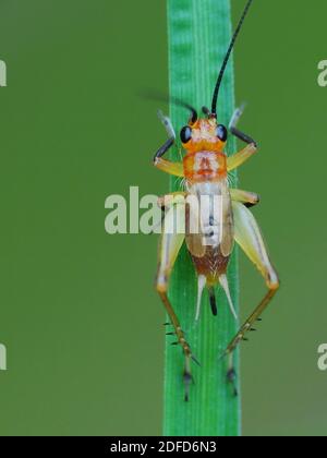 Attività di insetto nella vita quotidiana Foto Stock