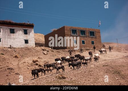 Kibber, Himachal Pradesh, India - 2012 maggio: Un grande gruppo di cavalli da corsa che camminano lungo le pendici aride di una collina nel villaggio himalayano di Kibber. Foto Stock