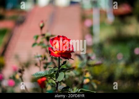 Rosa colorata di giardino botanico e giardino di rose di Ooty Tamilnadu Foto Stock