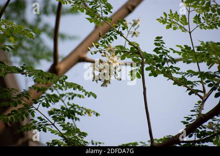 Moringa oleifera è un albero in rapida crescita, resistente alla siccità della famiglia Moringaceae, originario del subcontinente indiano Foto Stock