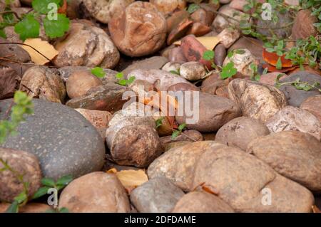 erba che cresce attraverso pietre, pietra di ghiaia Foto Stock