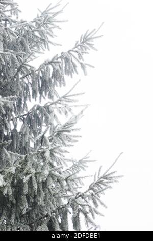 Abete ramo arfrostato con rime nella foresta natura sfondo texture isolato su bianco, closeup, copia spazio, vacanze invernali: natale e. Foto Stock