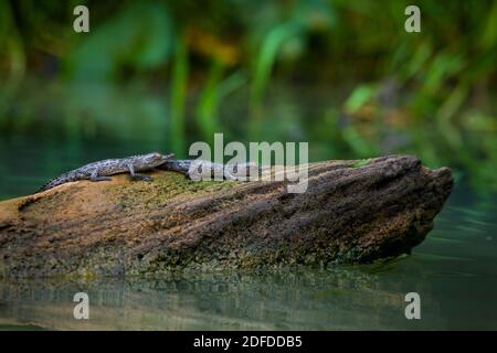 Due coccodrilli americani minori, Crocodylus acutus, su un tronco in uno dei bracci laterali del lago di Gatun, Soberania parco nazionale, Repubblica di Panama. Foto Stock