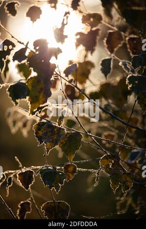 Foglie di betulla argentate, Newtown Common, Burghclere, Hampshire, Inghilterra, Regno Unito, Europa Foto Stock