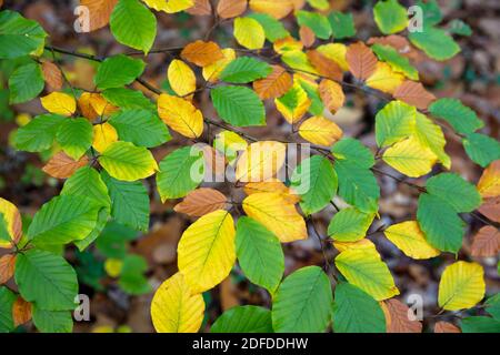 Foglie autunnali di faggio su rami, Hampshire, UK Foto Stock