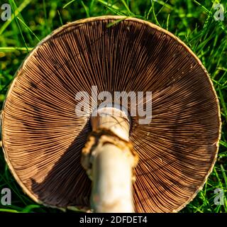 Funghi capovolti con attenzione alle branchie dei funghi. Foto Stock