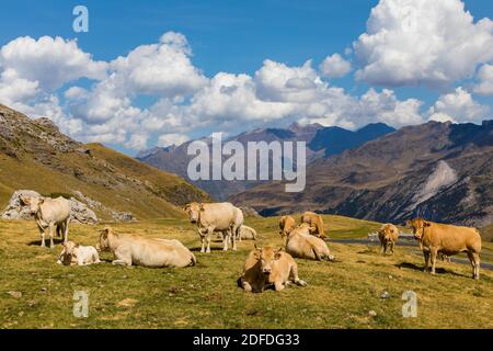 BIONDO D'AQUITAINE MUCCA IN PASCOLO ESTIVO, CAUTERETS, HAUTES PYRENEES, MIDI PYRENEES, OCCITANIE, FRANCIA Foto Stock