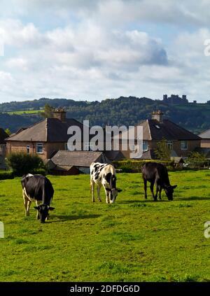 Bestiame pascolo accanto alle case in un campo vicino alle case in Matlock Derbyshire Peak District Inghilterra Regno Unito con Riber Castle in collina in background. Foto Stock