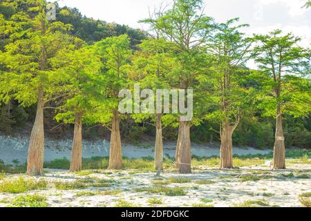 Cipressi con tronchi spessi e corone verdi sul lago Sukko nella Russia meridionale. Viaggi e turismo. Foto Stock