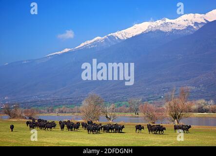 Bufali al lago Kerkini, Serres, Macedonia, Grecia Foto Stock