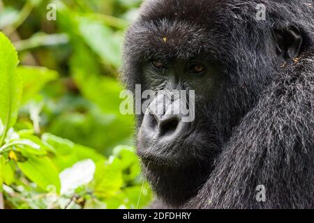 Ritratto femminile di Gorilla al Parco Nazionale dei Vulcani, Parco Nazionale di Virunga, Ruanda, Africa Foto Stock