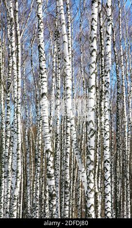 Tronchi di snello birch bianco in primavera tempo soleggiato su un cielo blu Foto Stock