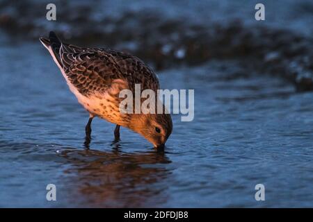 Dunlin, Calidris alpina, in un vestito semplice sulla spiaggia del Mar Baltico su Oland Svezia Foto Stock