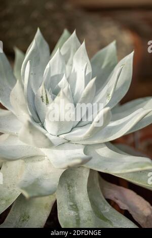 Dudleya Farinosa in primo piano mostrando le foglie succulente, modelli in natura Foto Stock