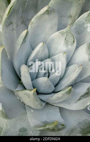 Dudleya Farinosa in primo piano mostrando le foglie succulente, modelli in natura Foto Stock