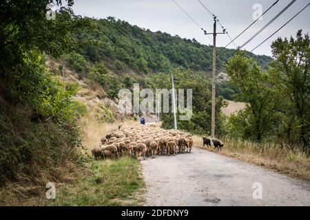 Mandria di pecore con pecore nel paesaggio vicino al Roquefort-sur-Soulzon, Francia, Europa. Foto Stock
