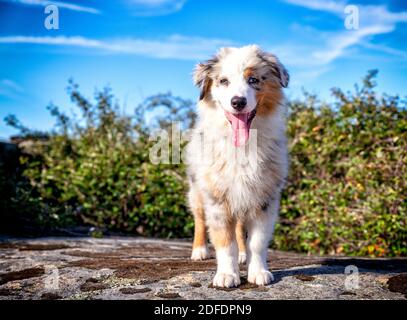 giovane blu merle australiano pastore puppie ritratto con cielo blu Foto Stock