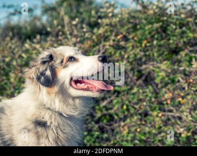 giovane blu merle australiano pastore puppie ritratto con cielo blu Foto Stock