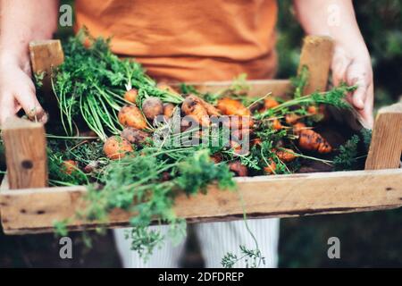 Mani tagliate di donna che tiene la carota al giardino della comunità Foto Stock