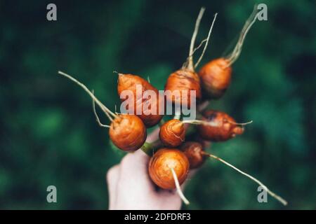 Mani tagliate di donna che tiene la carota al giardino della comunità Foto Stock