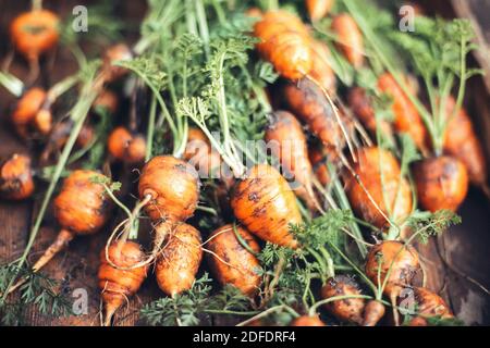 Carote appena raccolte dal giardino. Foto Stock