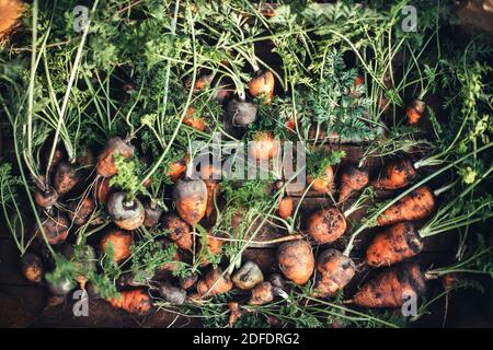 Carote appena raccolte dal giardino. Foto Stock
