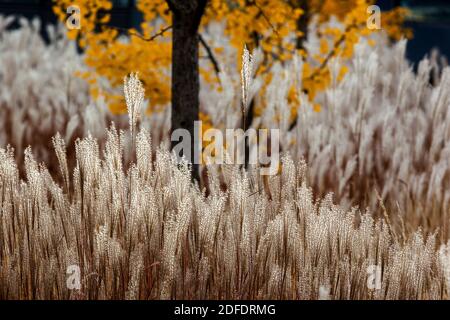 Miscanthus panicles Ginkgo biloba in autunno Foto Stock