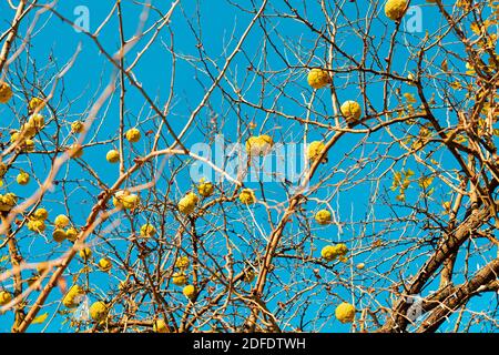 Vista dal basso dei rami della maclura pomifera impiccata con frutta. Cielo blu sullo sfondo. Foto Stock