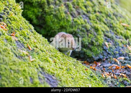 Bank vole (Myodes glareolus / Clethrionomys glareolus) foraggio sul pavimento della foresta Foto Stock