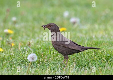 Uccello nero eurasiatico / uccello nero comune (Turdus merula) femmina con prede di verme di terra catturato in becco in prato / prateria Foto Stock