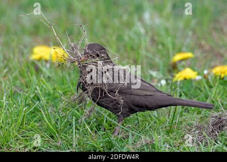 Uccello nero eurasiatico / uccello nero comune (Turdus merula) femmina che raccoglie il materiale di nidificazione in prato / prateria Foto Stock