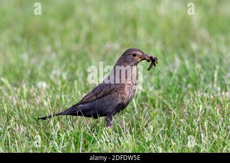 Uccello nero eurasiatico / uccello nero comune (Turdus merula) femmina con la preda di verme di terra catturata in becco sul prato in giardino Foto Stock