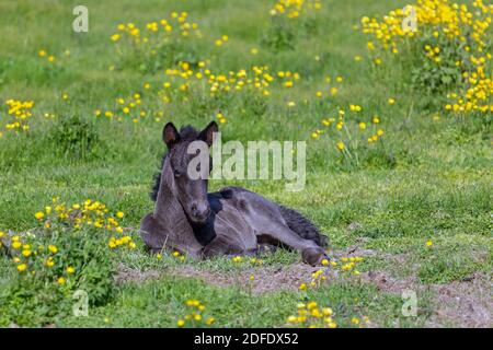 Cavallo islandese (Equus ferus caballus / Equus Scandinavicus), riposo fale in prato d'estate, Islanda Foto Stock