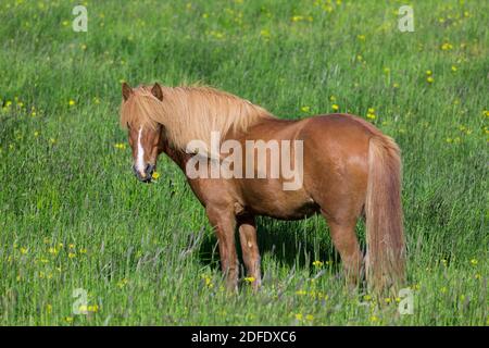 Cavallo islandese marrone (Equus ferus caballus / Equus Scandinavicus) mangiare fiori in prato in estate, Islanda Foto Stock